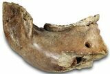 Woolly Mammoth Half Mandible with M Molar - North Sea #298455-4